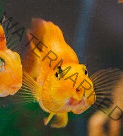 Sri Oscar Aquarium | Aquarium cleaning service