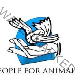 People for Animal- Bangalore