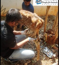 People for Animal- Bangalore