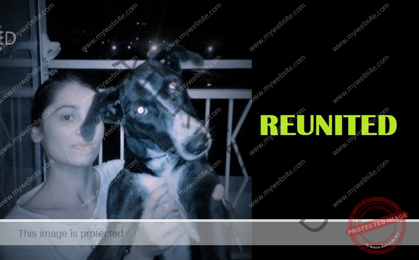 🟢 Missing Dog "Penny" Reunited in New Delhi
