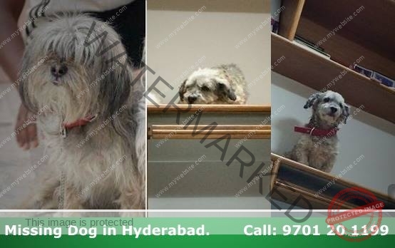 Pepper_Missing-Lhasa-Apso-dog-in-Hyderabad