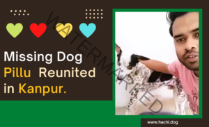 🟢 Pillu, a missing desi dog reunited with family in Kanpur