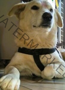 🟢 Pogo, Missing Labrador dog reunited with family in Dehradun