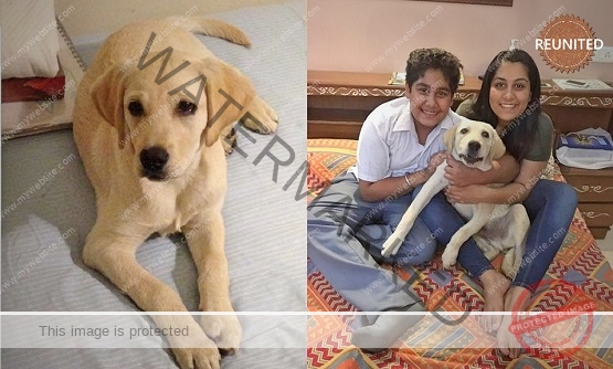 🟢 Missing Pup "Pumpkin" Reunited After 4 Days in Chandigarh