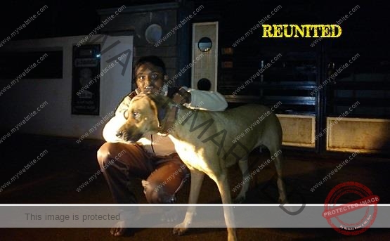 Rani_missing-great-dane-reunited-in-Dharwad