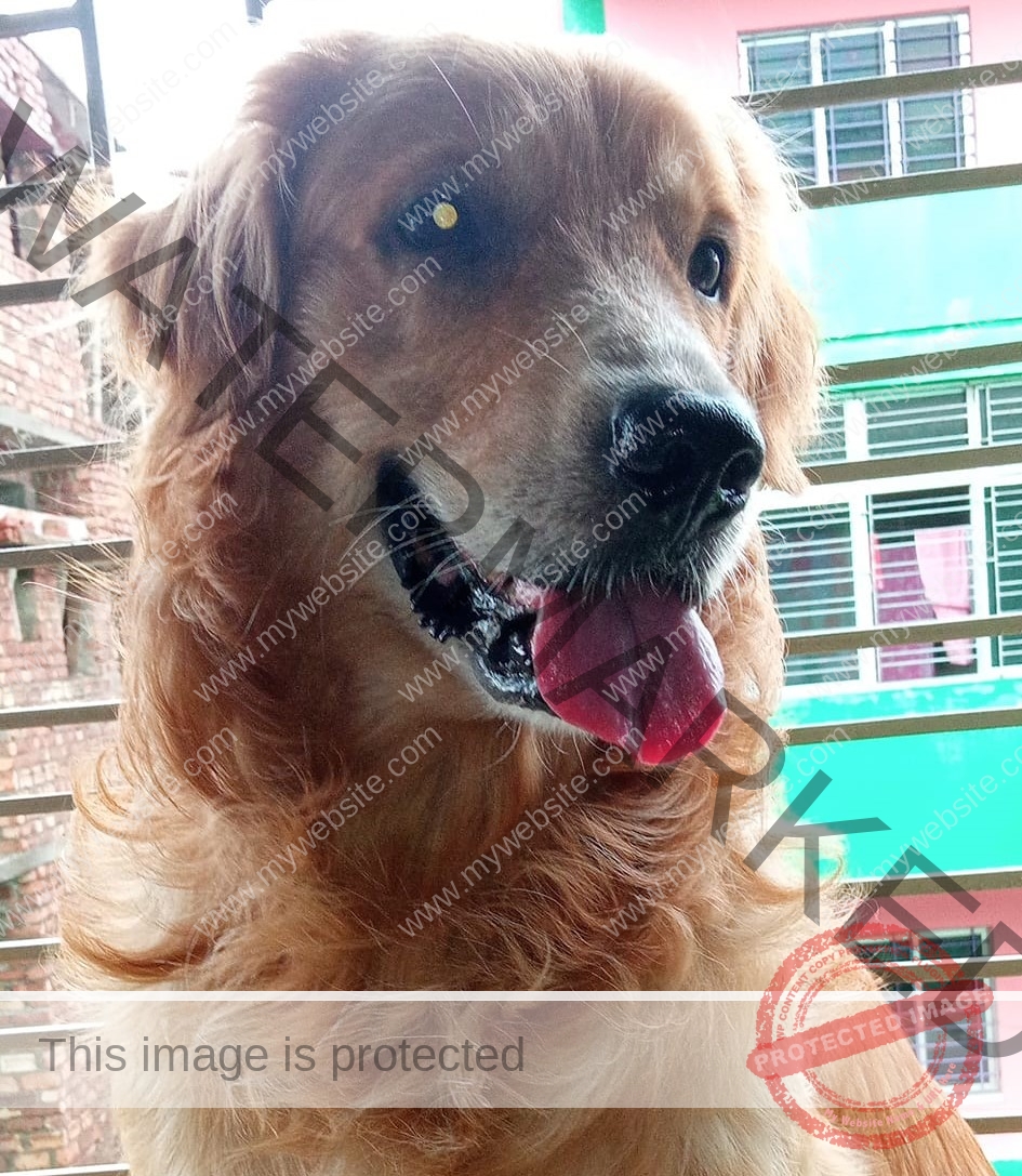 🟢 Rio, a missing Golden Retriever dog reunited in Kolkata