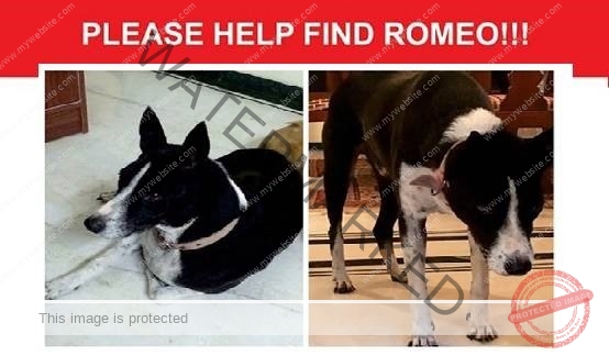 🔴 An Indian Male Dog "Romeo" Missing in Bangalore