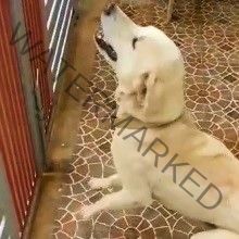 🟢 Sam, a missing Labrador dog reunited in Bangalore.