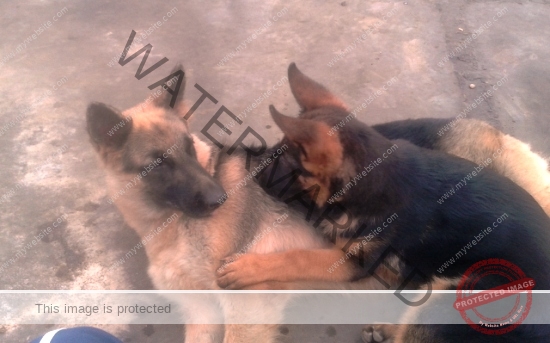 🟢 Samantha & Daren, 2 missing German Shepherd dogs reunited in Dharwad
