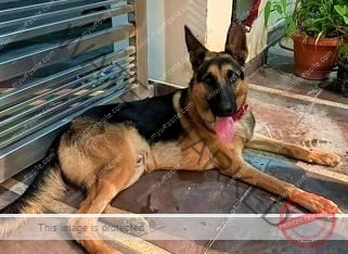 🟢 Sammy, a missing German Shepherd dog reunited in Chandigarh