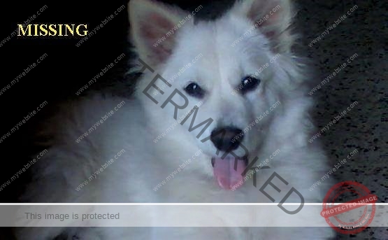 🔴 Sampy, A Pomeranian is Missing In Bangalore