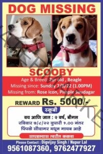 🔴 Scooby, A male Beagle dog missing in Pune | Rs. 5,000 Cash Reward