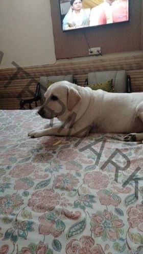 Shadow, a male Labrador dog missing in Ludhiana