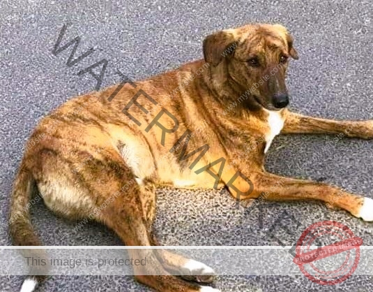 🟢 Sheila, missing dog reunited in New Delhi