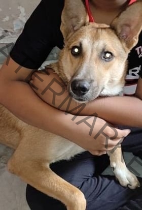 Sheru, a male Indian dog missing in Ludhiana