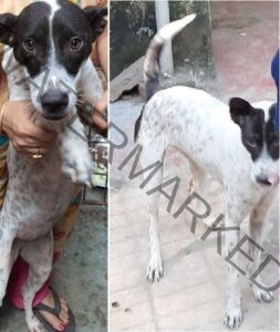 🟢 Shiba, An Indian female dog reunited in Kolkata