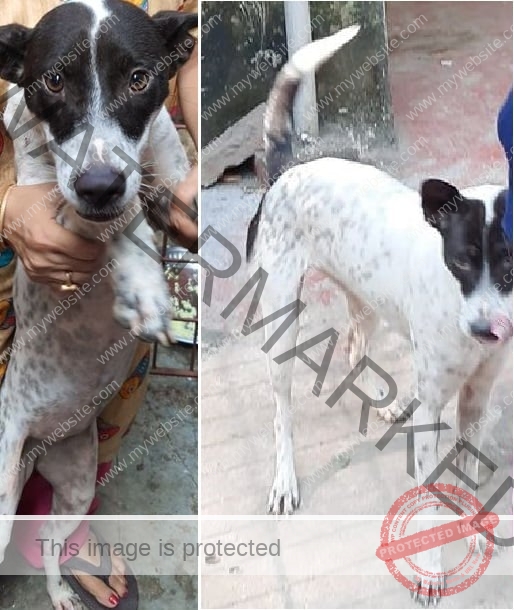 🟢 Shiba, An Indian female dog reunited in Kolkata