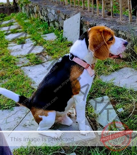Snoopy , a male Beagle dog missing in Virar Mumbai