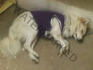 🟢 Tinku, A missing Pomeranian dog reunited in Eluru.