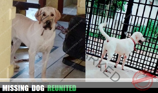 🟢 The Return Of Tricksy: Missing Dog Reunited