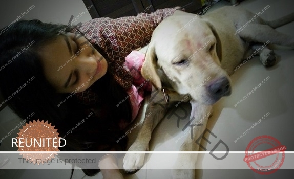 🟢 Missing Dog "Tuffy" Reunited After 77 Days in Pune