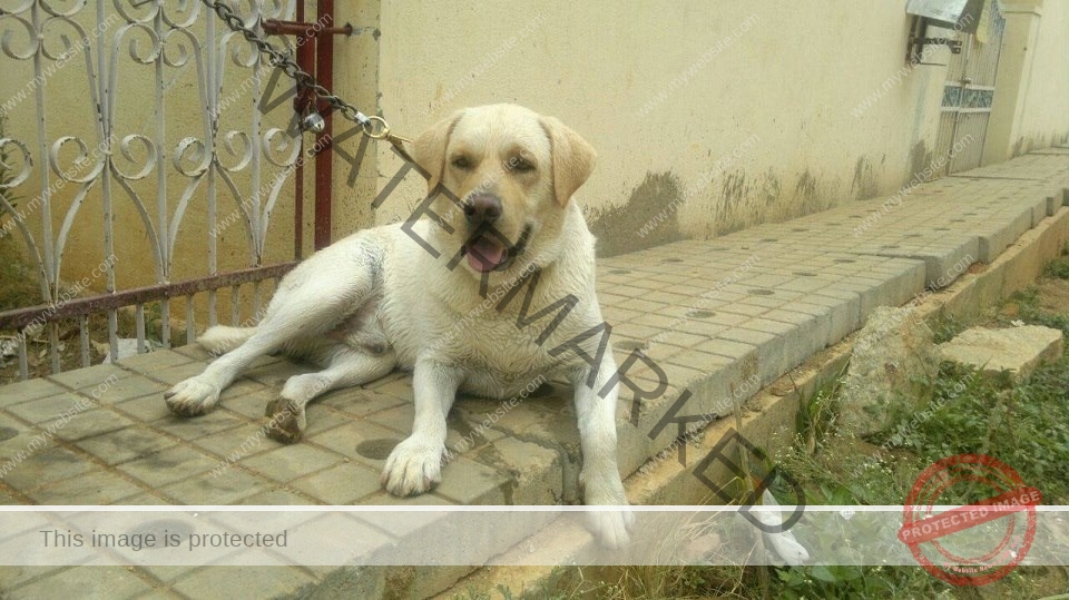 🟢 Tuffy, A missing Labrador Dog reunited in Bangalore