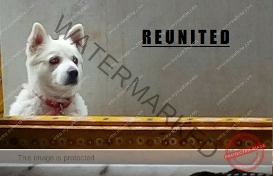 🟢 Missing Dog "Tyson" Reunited in Hyderabad