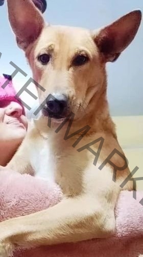 🟢 Whisky, a missing Indian dog reunited in Shamil,UP