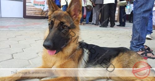 🔴 Zuni, A Female German Shepherd Is Missing from Bolarum, Secunderabad/ Hyderabad, India