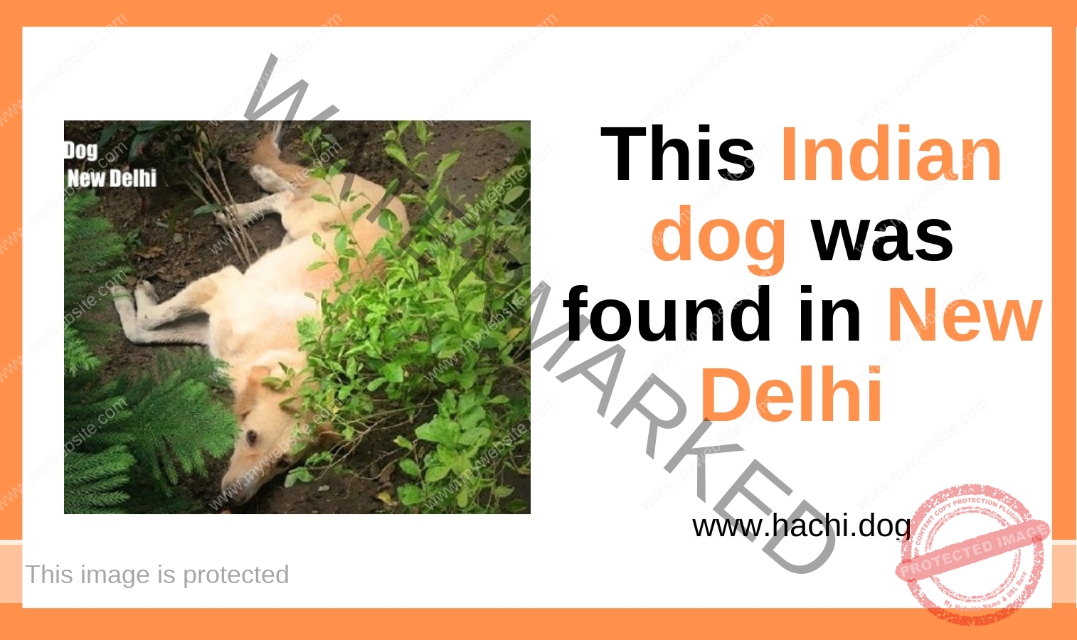 A Male Indian Dog Found in Dwarka, New Delhi
