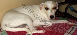 Tia Missing From Bangalore