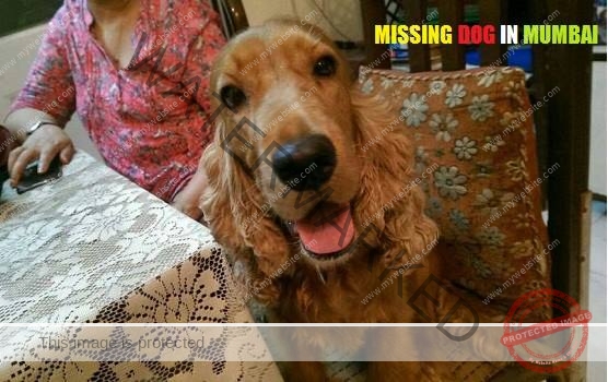 Honey, A female Cocker Spaniel dog missing in Mumbai.