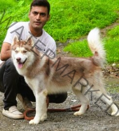 Action Dogs Services Pvt. Ltd. Dog Trainer in Thane