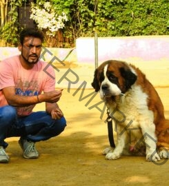 Action Dogs Services Pvt. Ltd. Dog Trainer in Thane