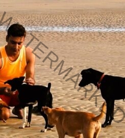 Action Dogs Services Pvt. Ltd. Dog Trainer in Thane