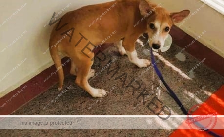 Bhairav, a male Indian Pup missing in Chennai