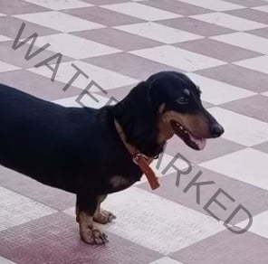 Bullet, A male black Dachshund dog has been abducted in Nellore.