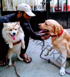 Dog Care Training in Pune