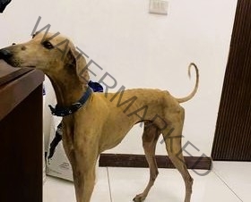 🟡 Dog found in Uthandi, Chennai