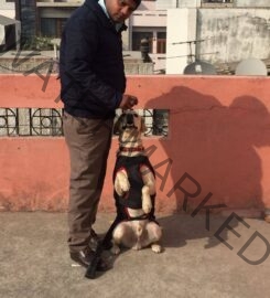 Dog Trainer in New Delhi Shammi Verma