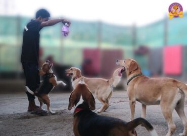Doggiie Dog World Groomer in Mumbai