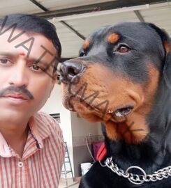 Ganga Dog Training in Bangalore.