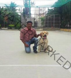 Ganga Dog Training in Bangalore.