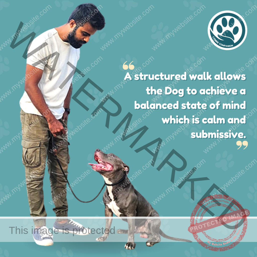 Gaurang Das - Dog trainer & behaviourist in Thane