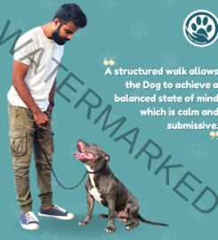 Gaurang Das – Dog trainer & behaviourist in Thane