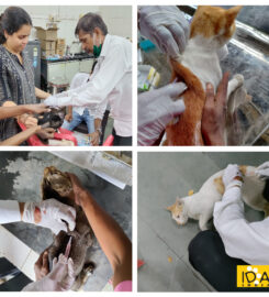 In Defense of Animals (India)- NGO in Mumbai