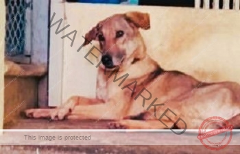 Jaggu, a male Indian dog missing in Mumbai