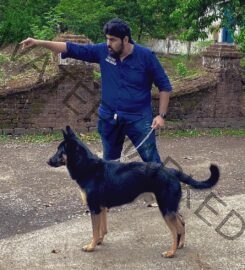 K9 Kennels dog trainer in Mumbai