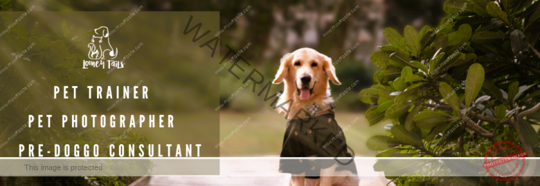 Looney Tails – Dog trainer & Pet Photographer