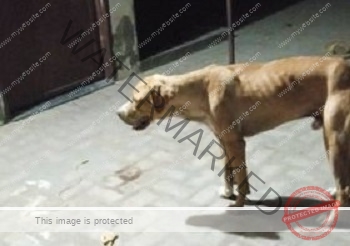 Molie, a male bully Kutta missing from Hisar